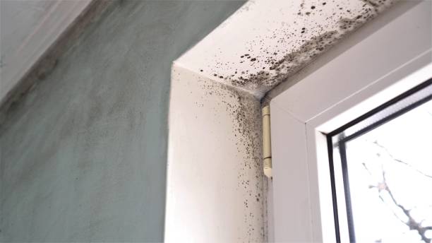 Best Office Mold Removal Services  in Burnt Store Marina, FL