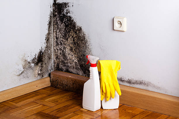 Crawl Space Mold Removal in Burnt Store Marina, FL